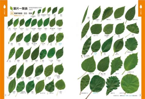 觀賞葉植物|觀葉植物:基本介紹,形態特徵,葉片大小,葉片形狀,葉片。